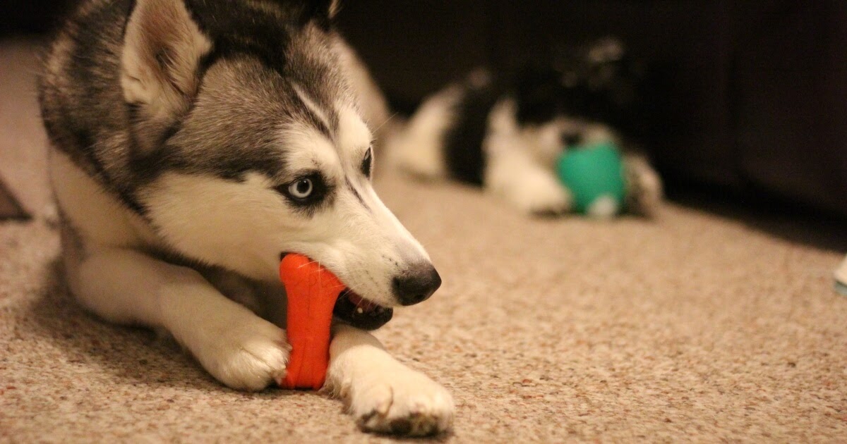 A Pooch's Point of View? Why Do Dogs Like Squeaky Toys?